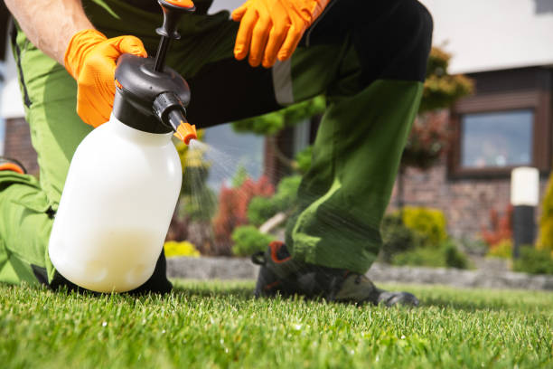 Best Rodent Control Near Me  in Hallsville, TX