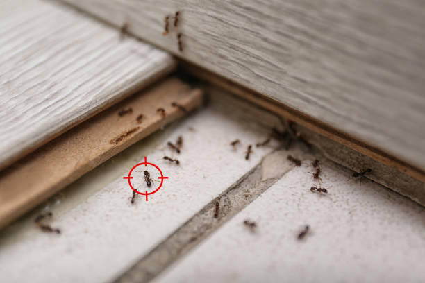 Best Pest Control Near Me  in Hallsville, TX