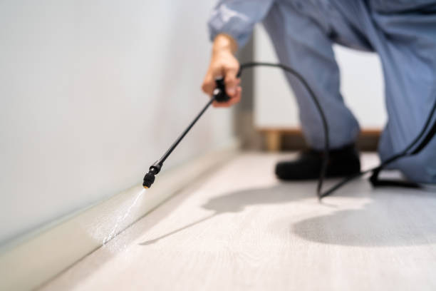 Best Pest Removal Services  in Hallsville, TX