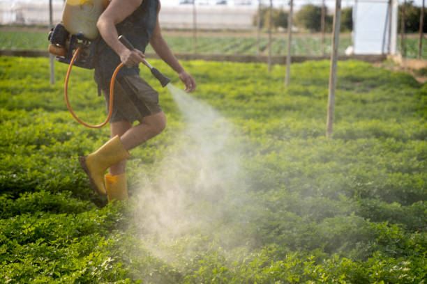 Best Affordable Pest Control Services  in Hallsville, TX