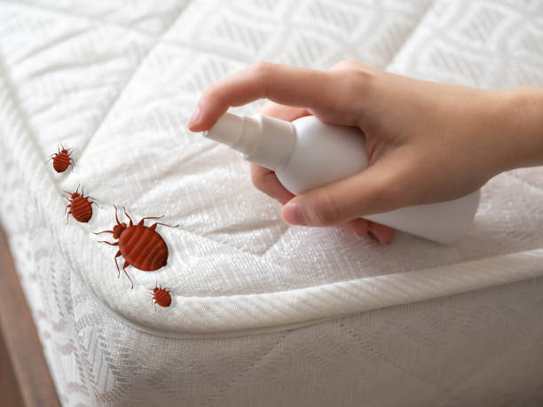 Best Spider Control Near Me  in Hallsville, TX
