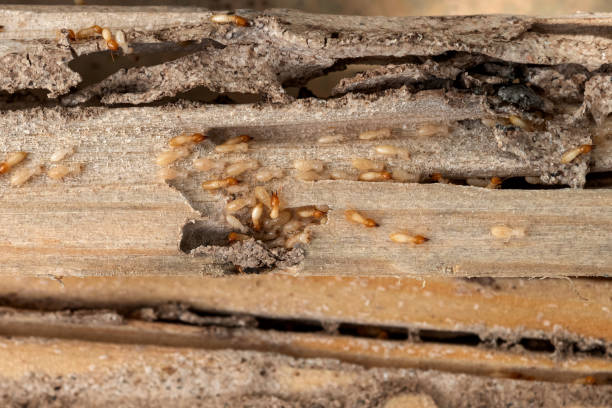 Best Termite Control Services  in Hallsville, TX
