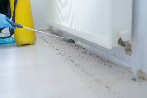 Professional Pest Control in Hallsville, TX
