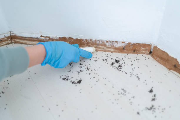Best Ant Control Services  in Hallsville, TX