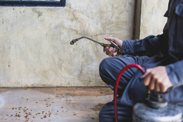 Best Best Pest Control Companies  in Hallsville, TX